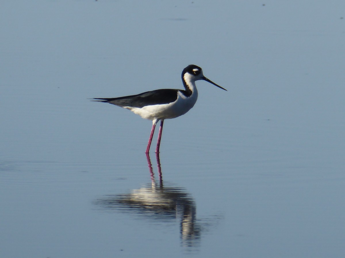 Black-necked Stilt - ML58739051