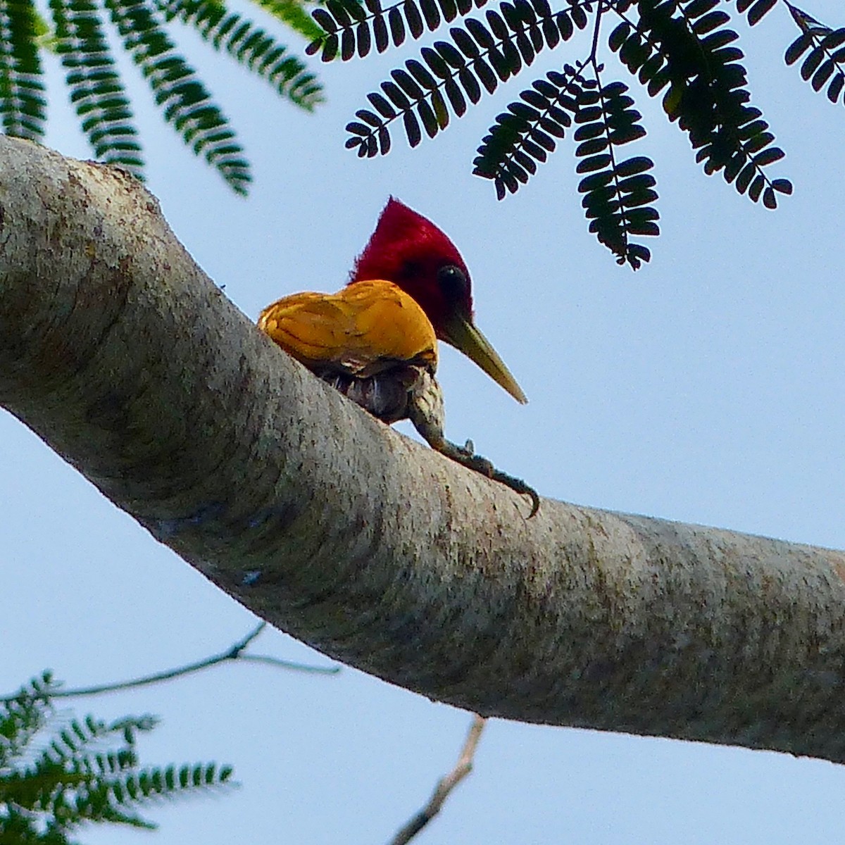 Red-headed Flameback - Jenny Bowman