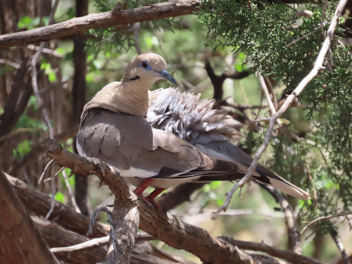 White-winged Dove - Kieran Schnitzspahn