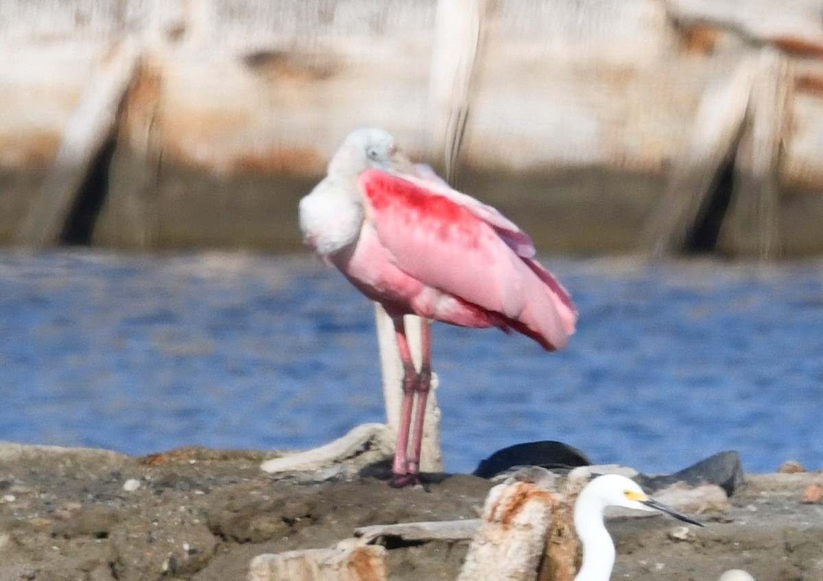 Roseate Spoonbill - ML587392101