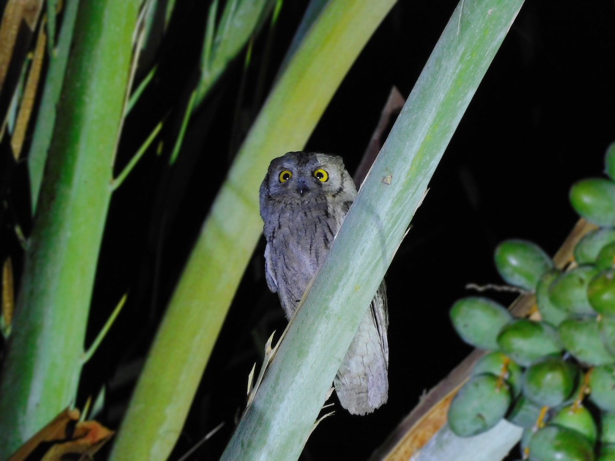 Pallid Scops-Owl - ML587392491