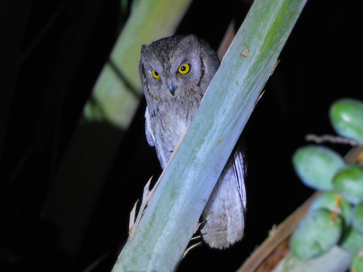 Pallid Scops-Owl - ML587392501