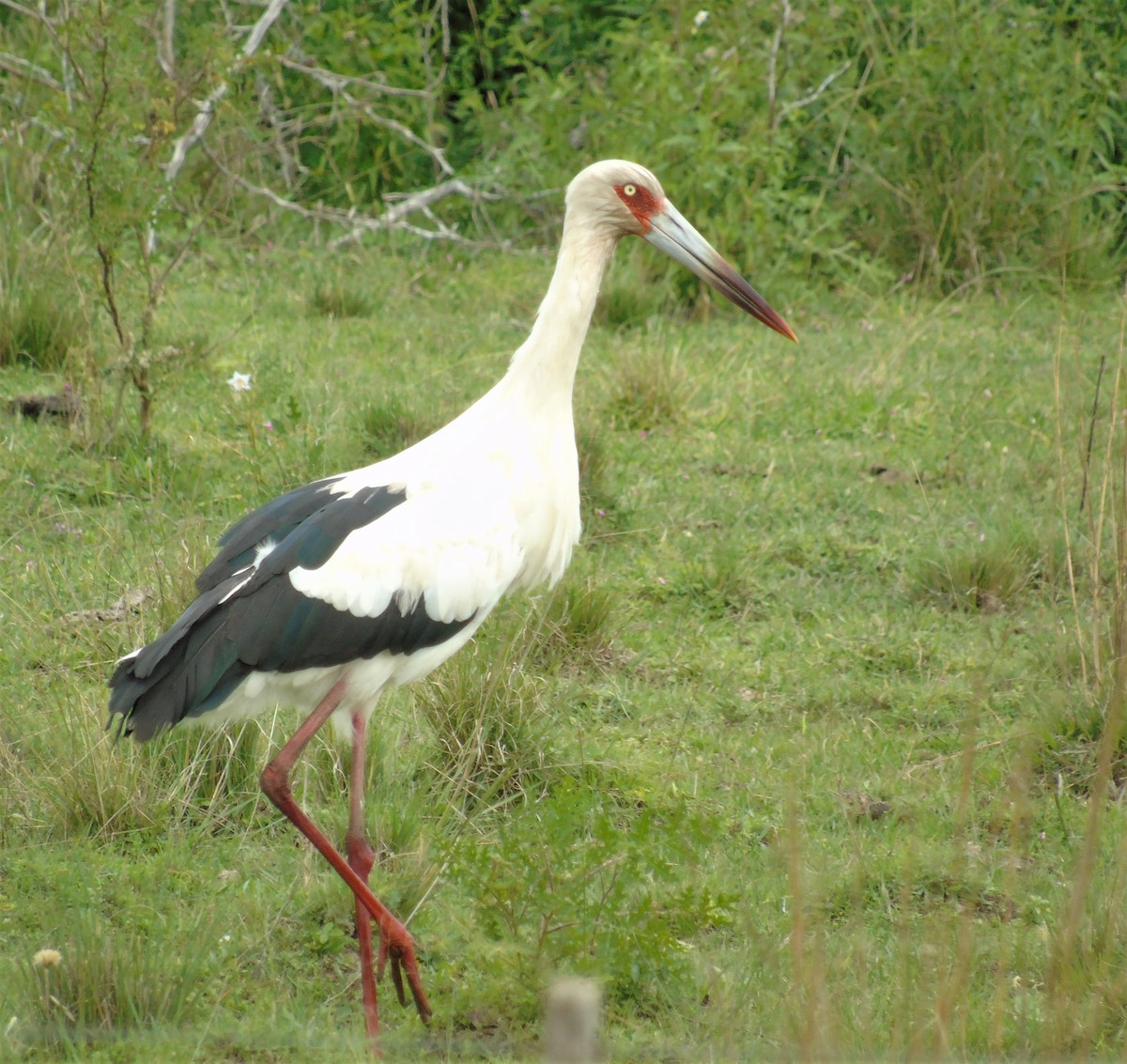 Maguari Stork - ML587392601