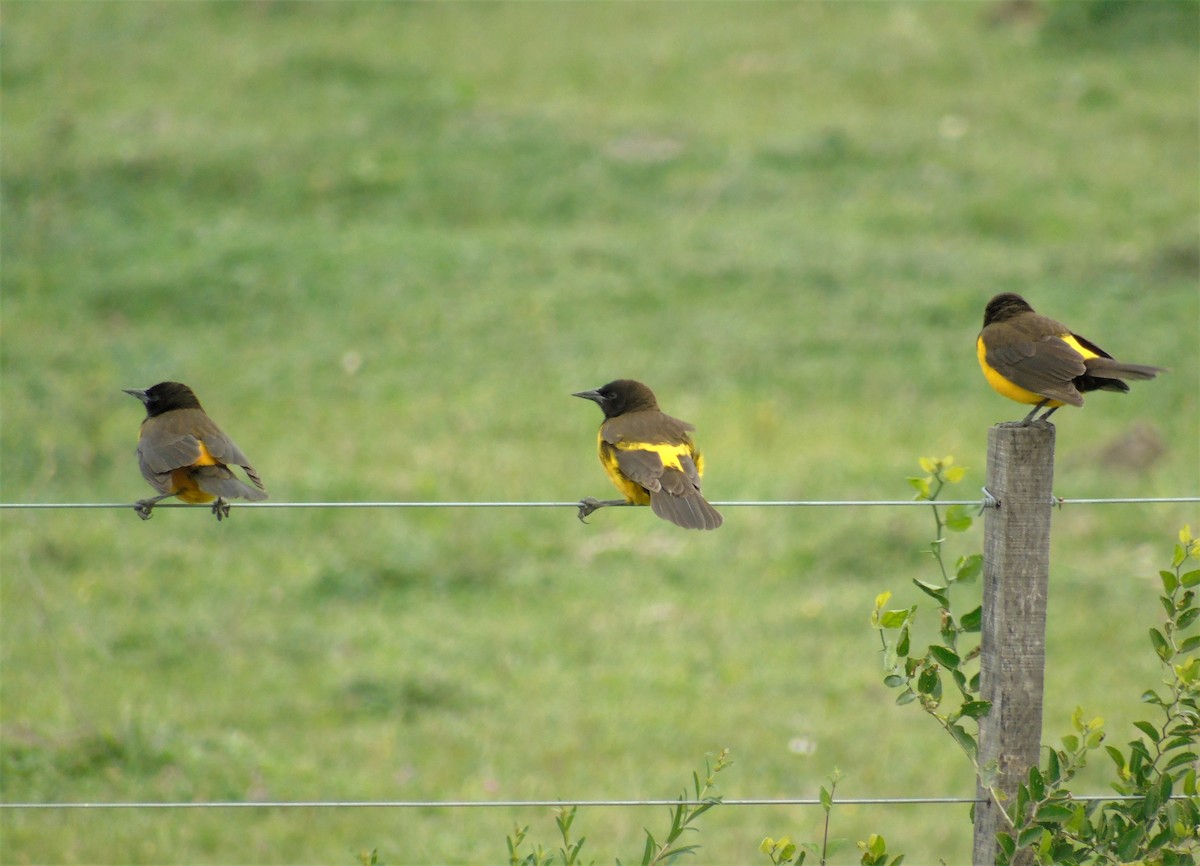 Yellow-rumped Marshbird - ML587392701