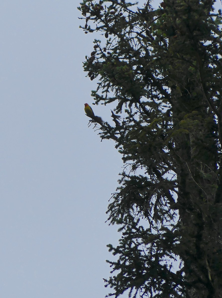 Western Tanager - ML587392851