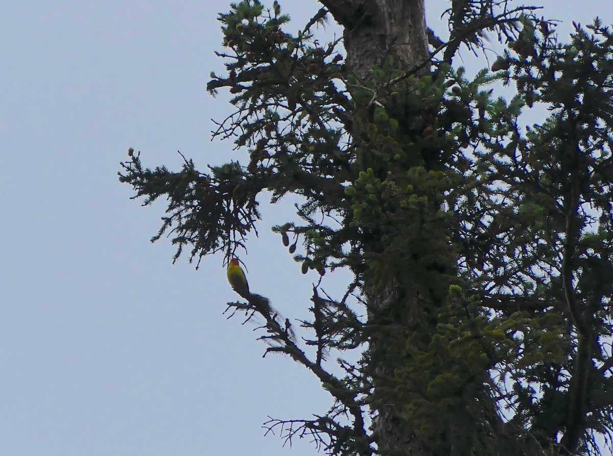 Western Tanager - ML587392861