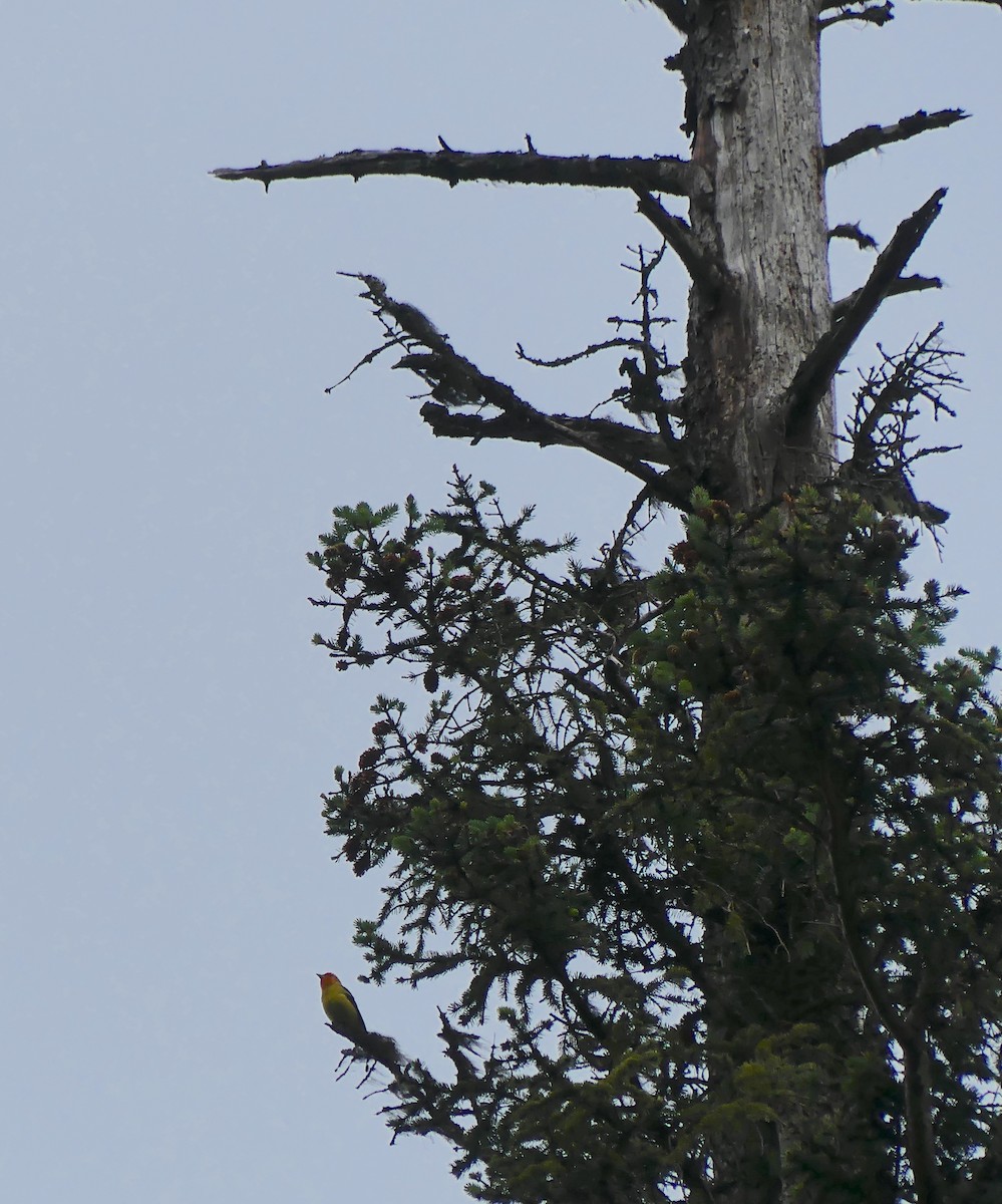 Western Tanager - ML587392871