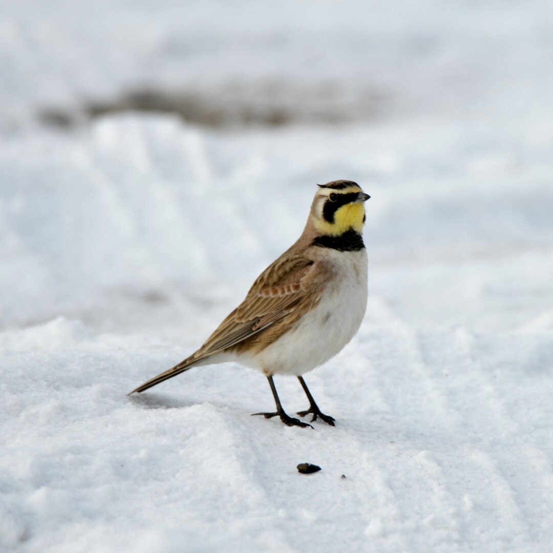 Horned Lark - ML587393011