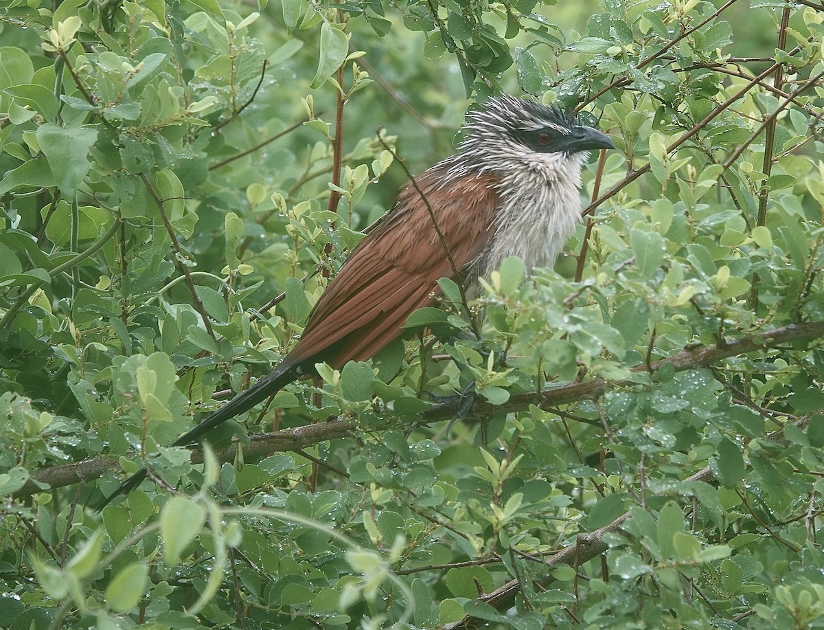 White-browed Coucal (White-browed) - Howard Laidlaw