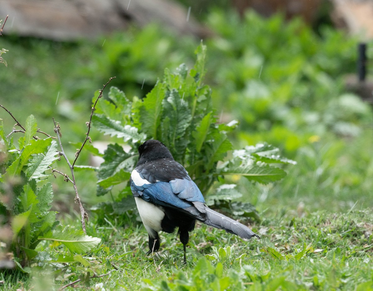 Black-rumped Magpie - jimmy Yao