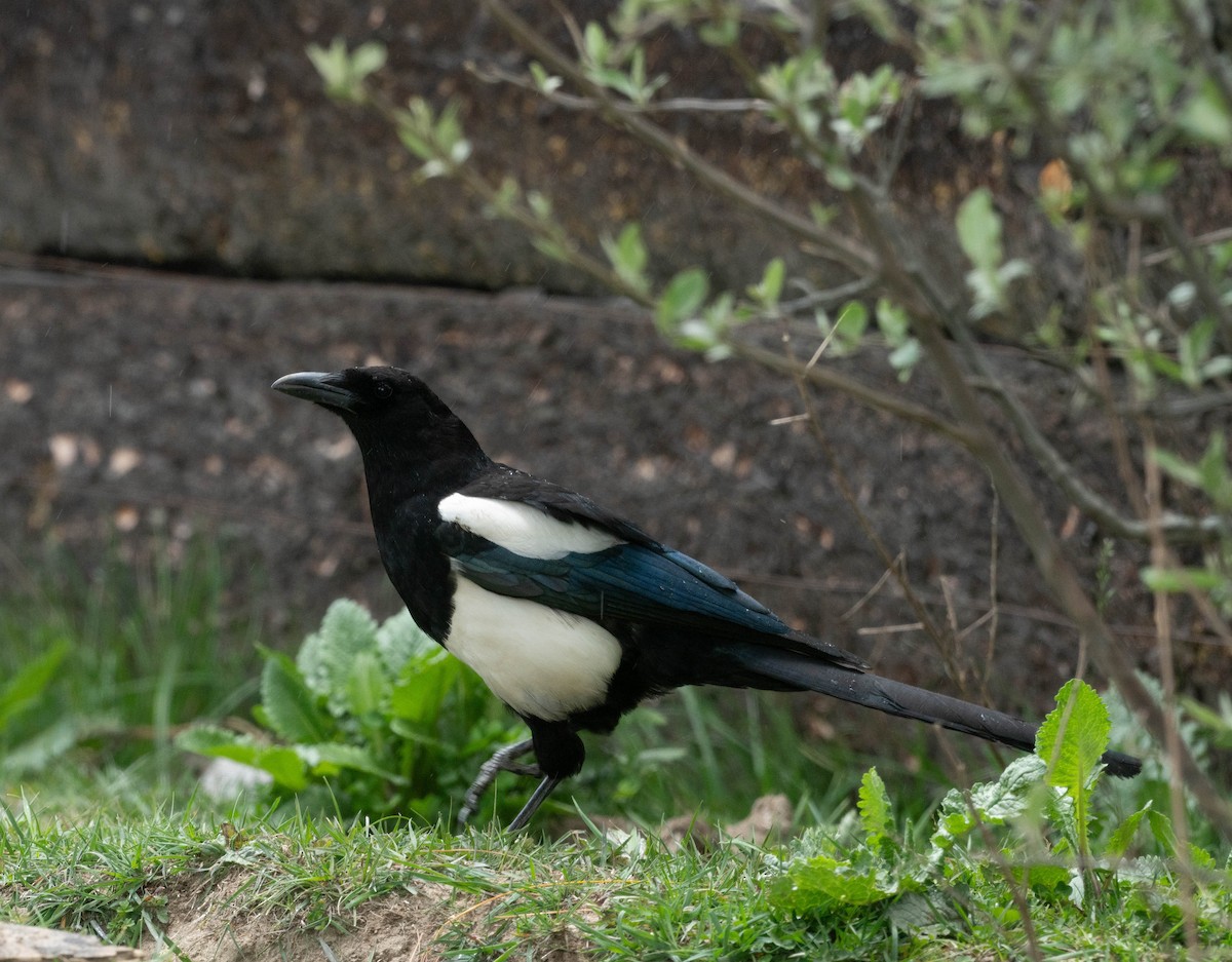 Black-rumped Magpie - jimmy Yao