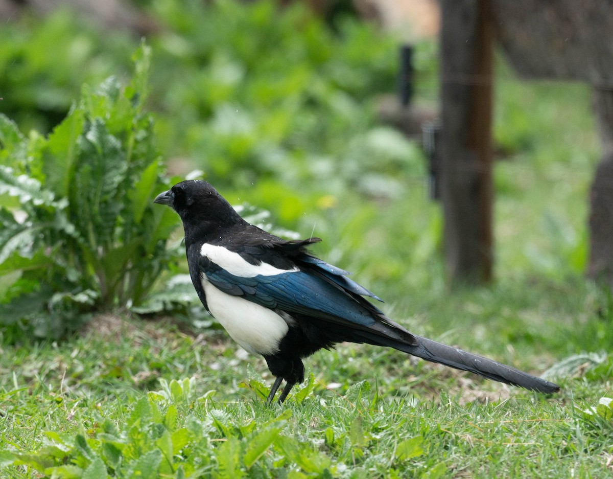 Black-rumped Magpie - jimmy Yao