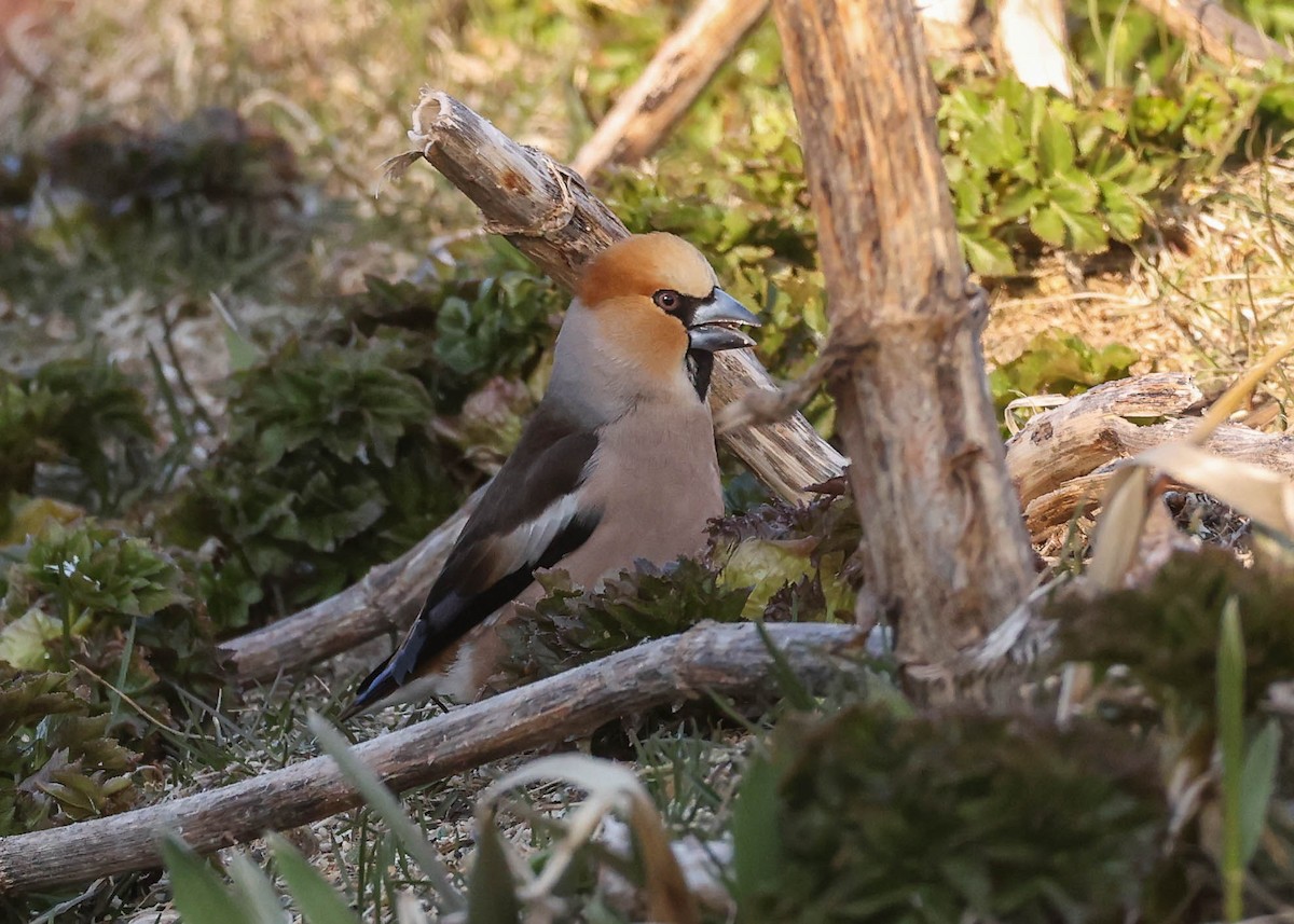 Hawfinch - Charles Lyon