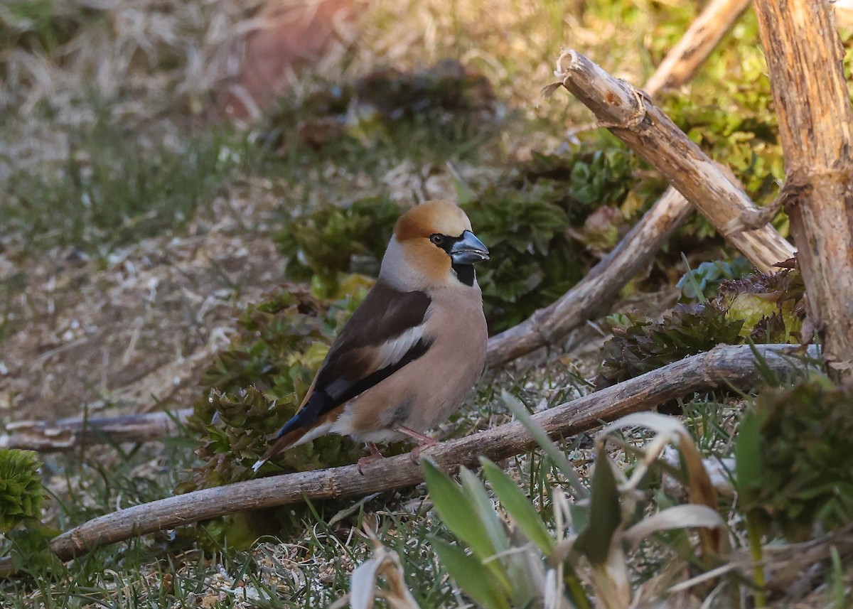 Hawfinch - Charles Lyon