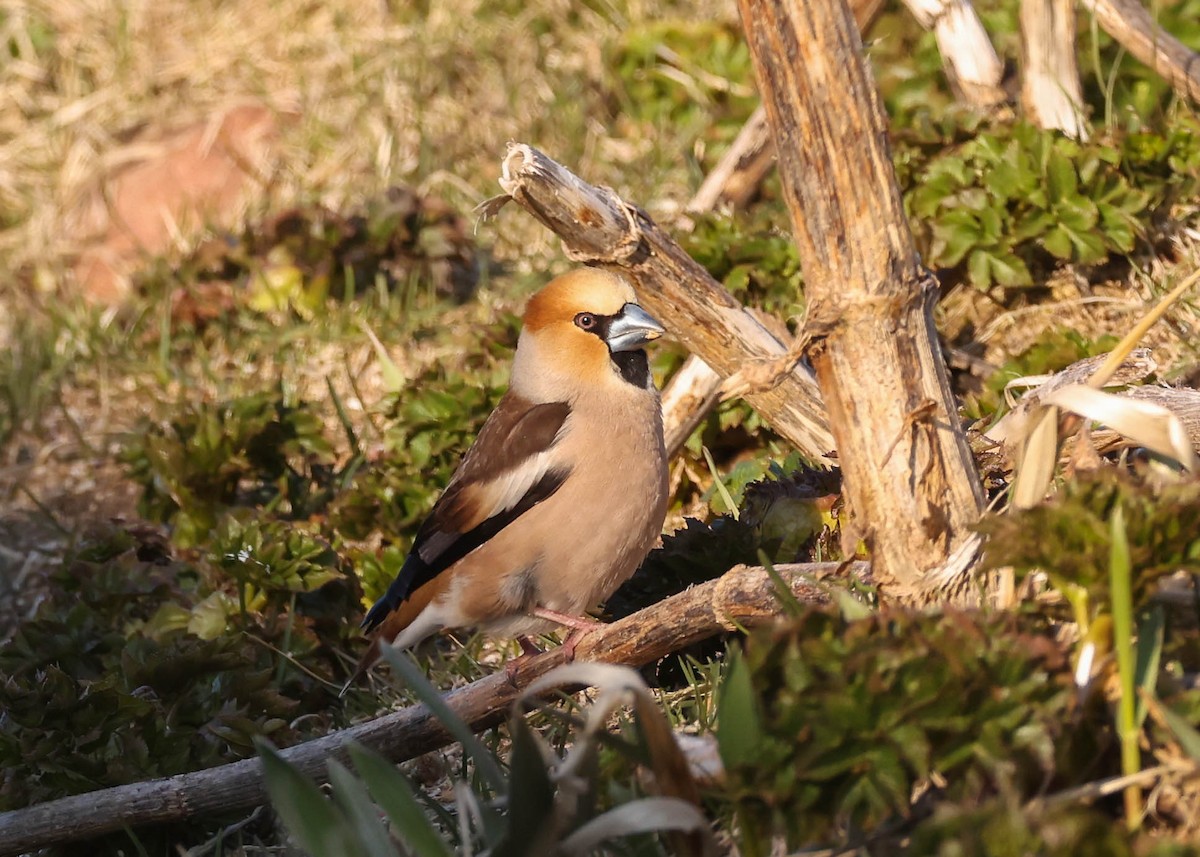 Hawfinch - Charles Lyon