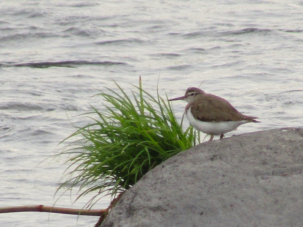strandsnipe - ML587395101