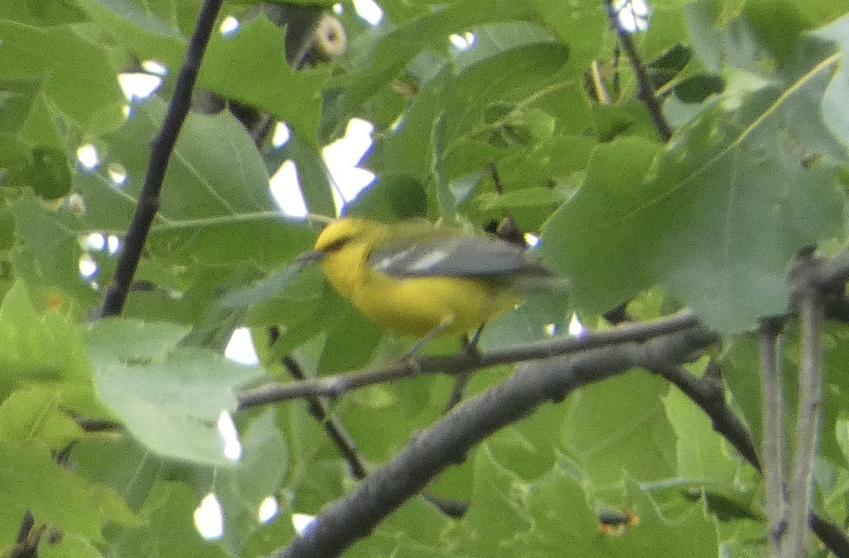 Blue-winged Warbler - Trip Bondi