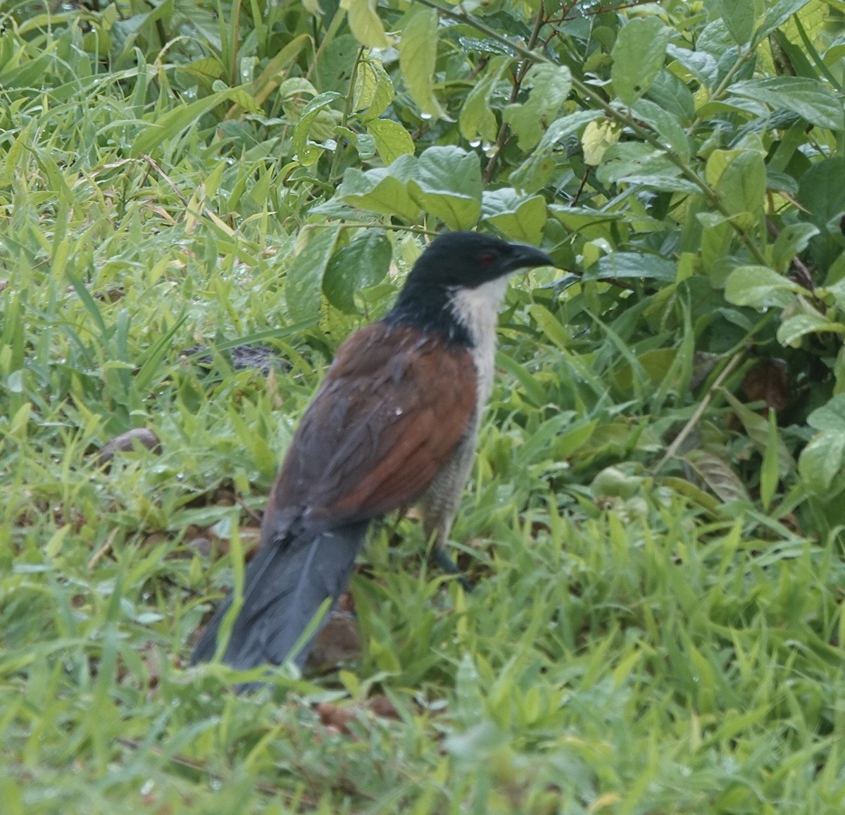 Senegal Coucal - ML587397851