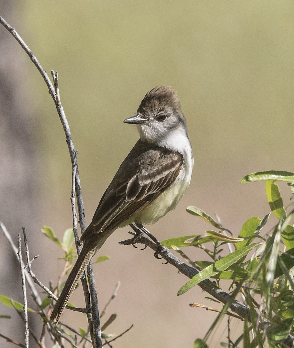 Ash-throated Flycatcher - ML58739851