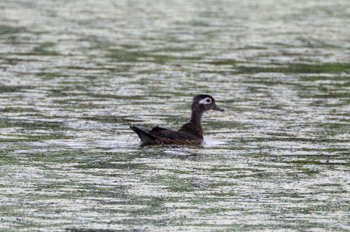 Wood Duck - ML587399311