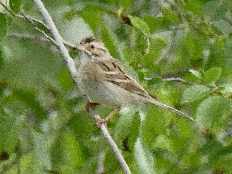Clay-colored Sparrow - ML587399661