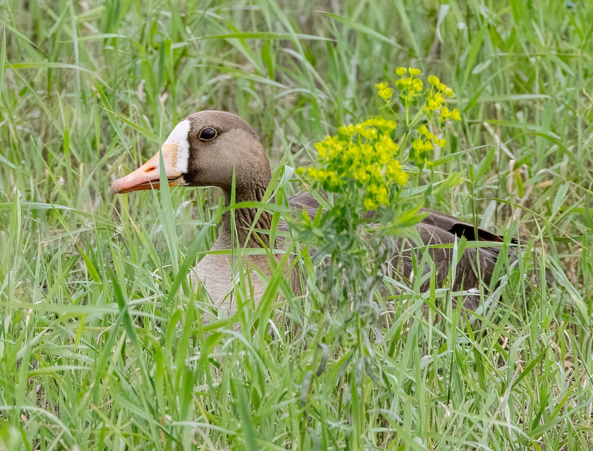 Greater White-fronted Goose - ML587401601