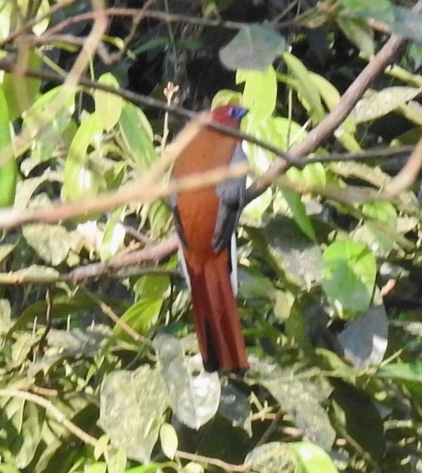 Red-headed Trogon - shantilal  Varu