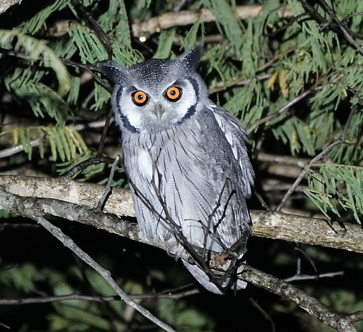 Southern White-faced Owl - ML587403881