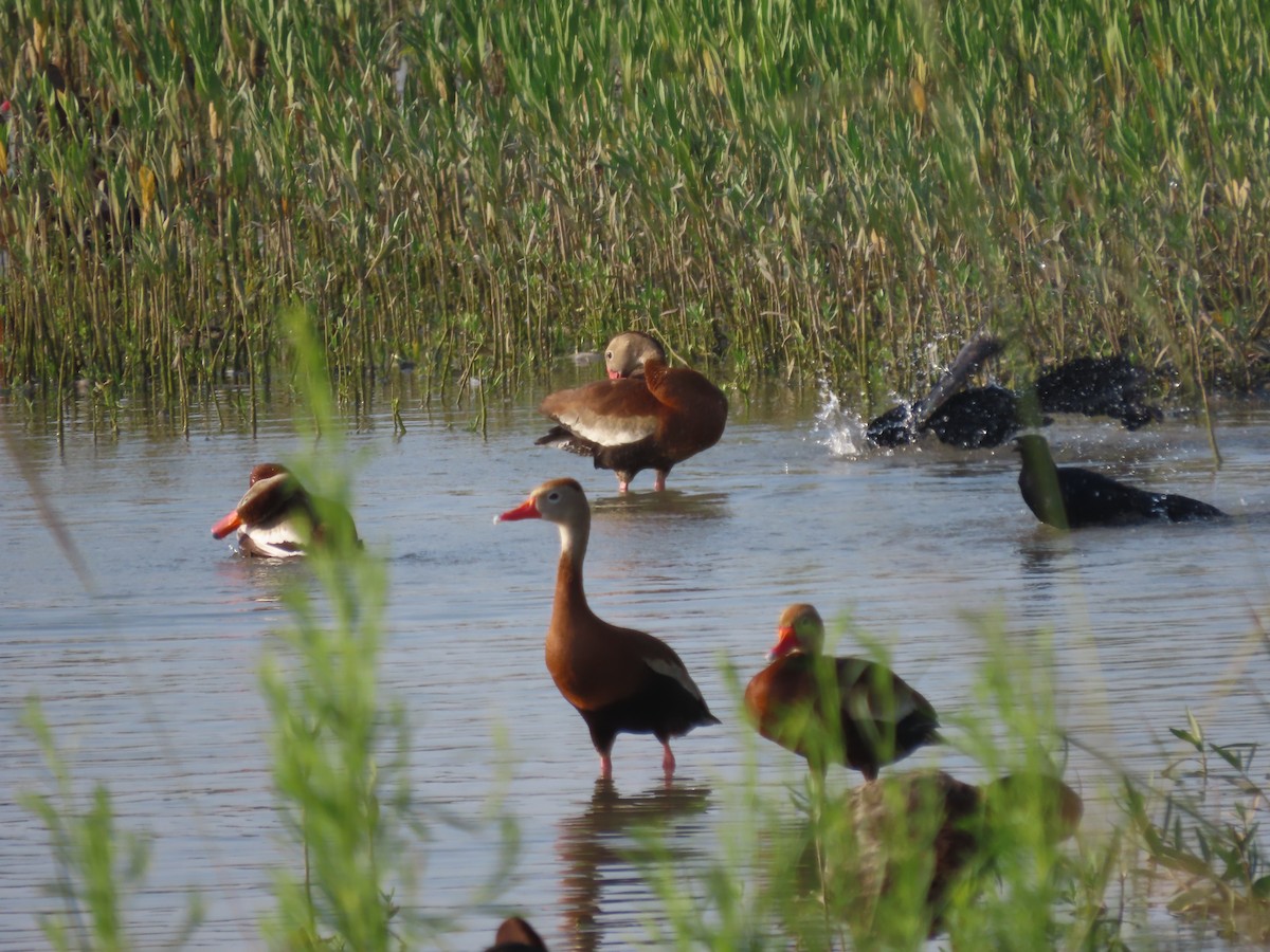 Dendrocygne à ventre noir - ML587405921