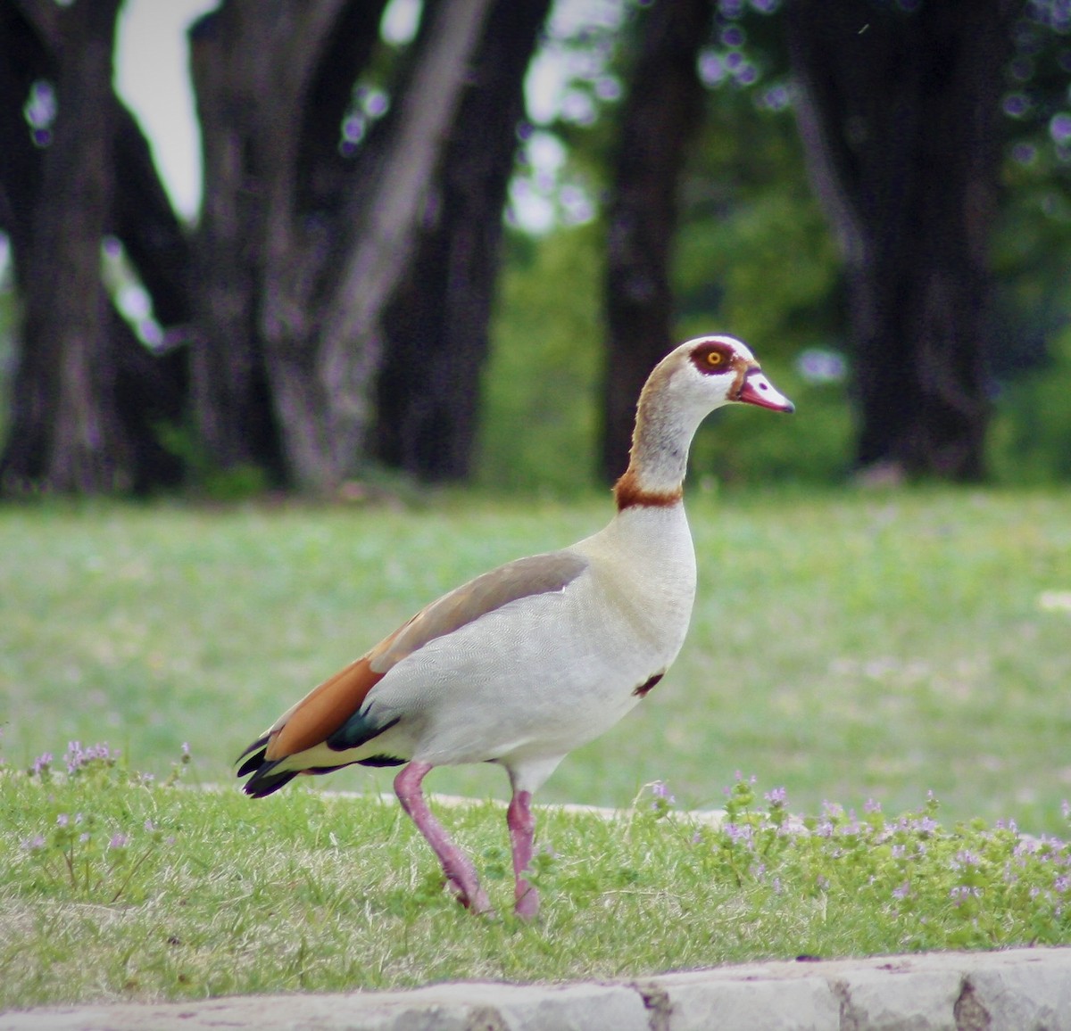 Nil Kazı - ML587406691