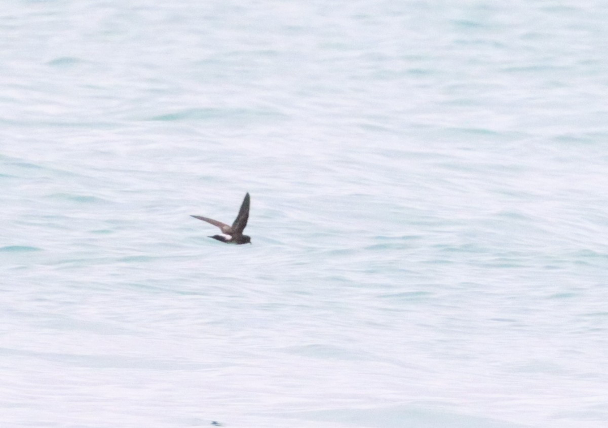 Elliot's Storm-Petrel - ML587407881