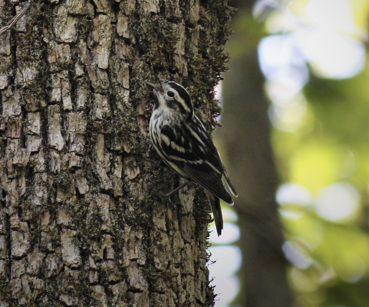 Black-and-white Warbler - ML587407891