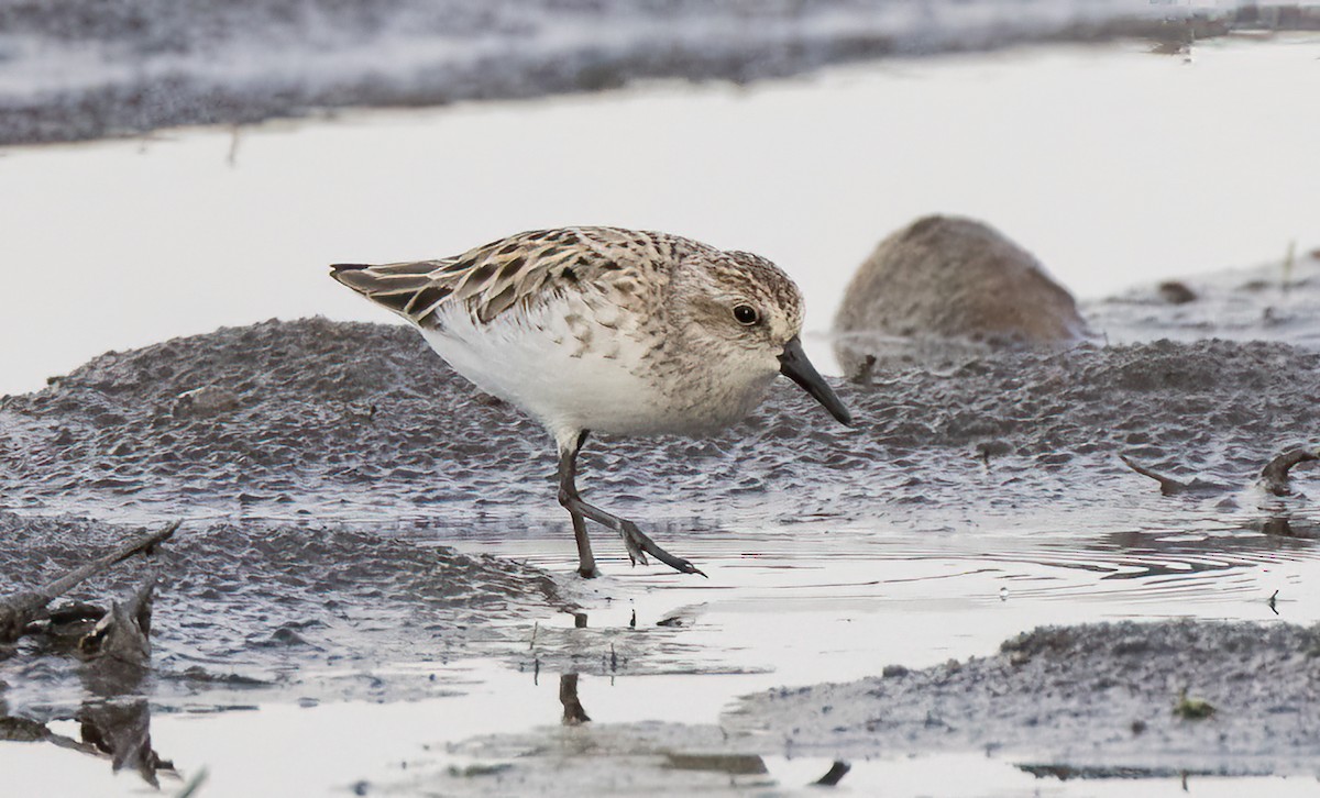 Semipalmated Sandpiper - ML587408541