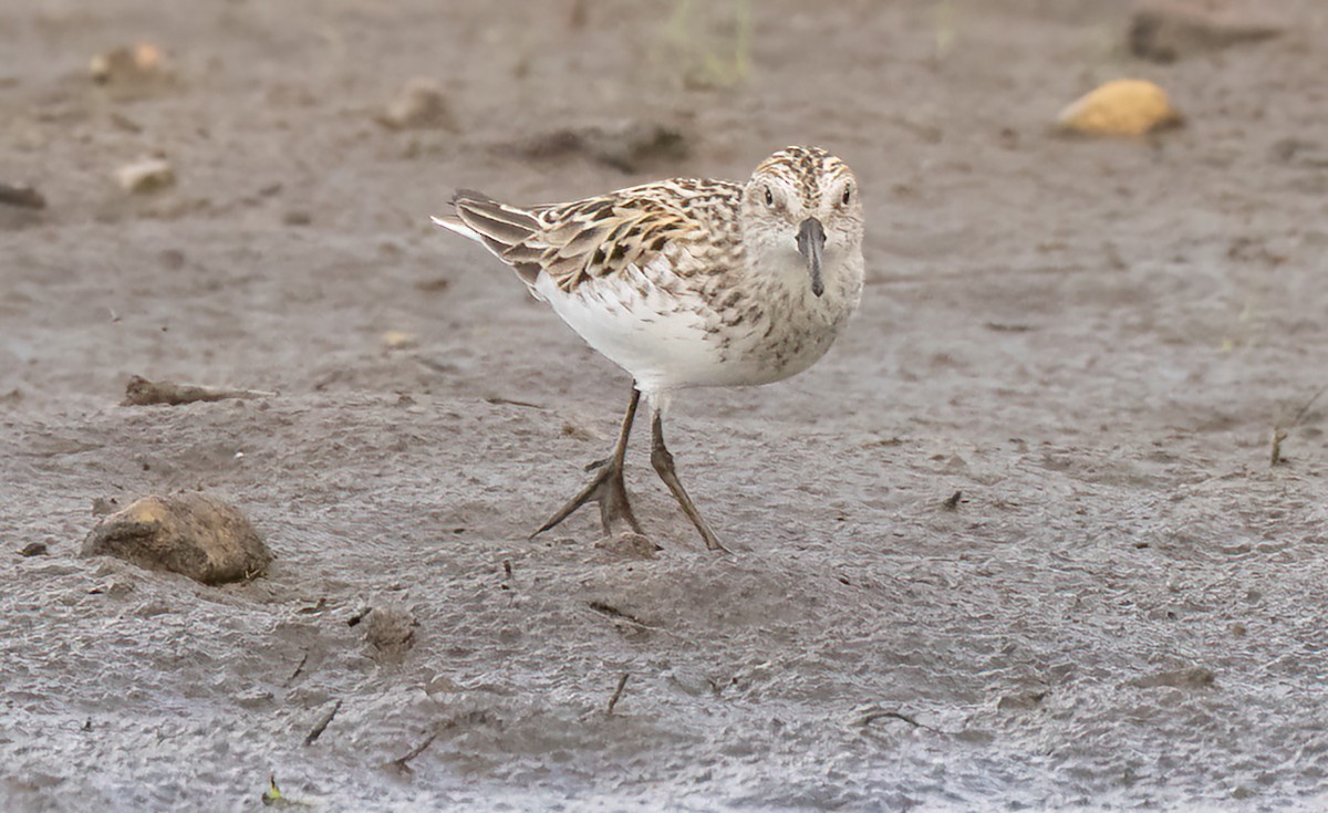 Semipalmated Sandpiper - ML587408851