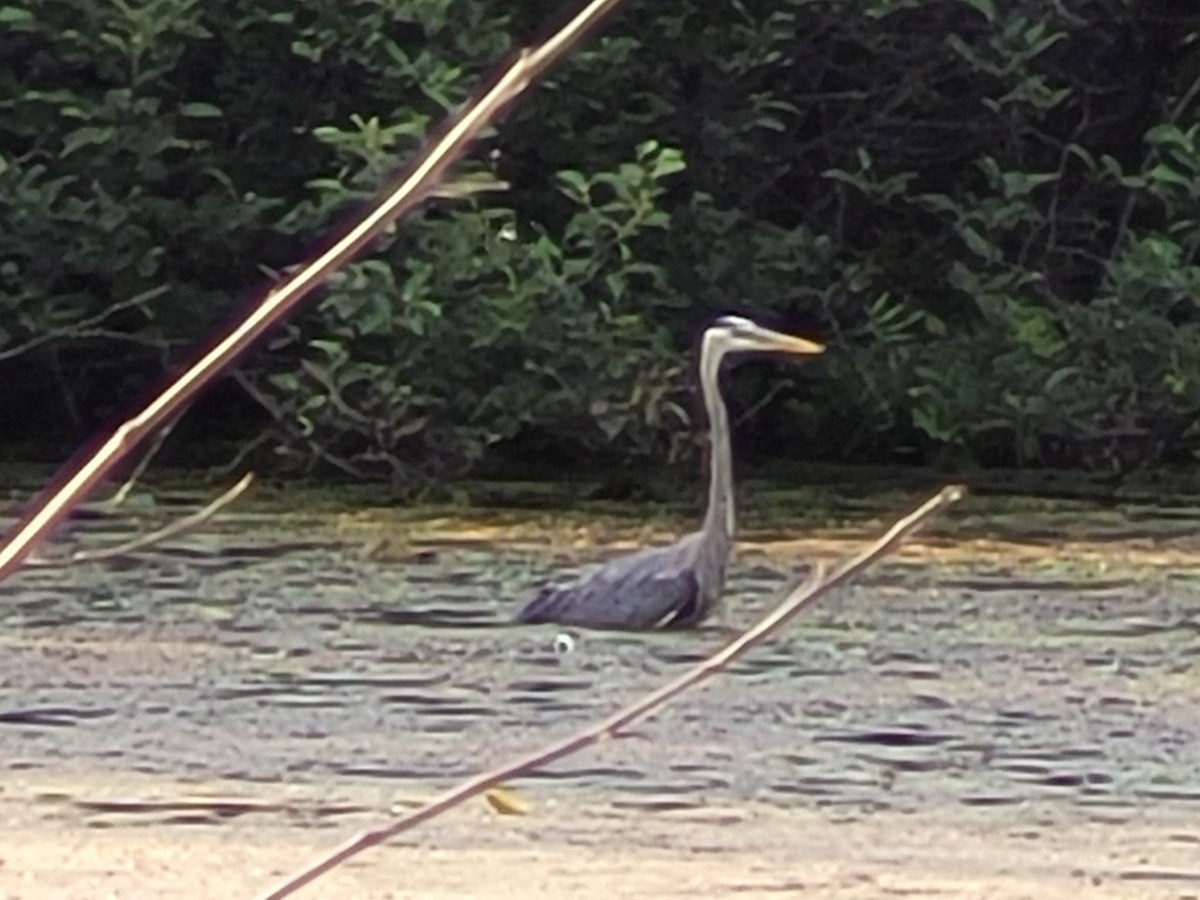 Great Blue Heron - ML587409171