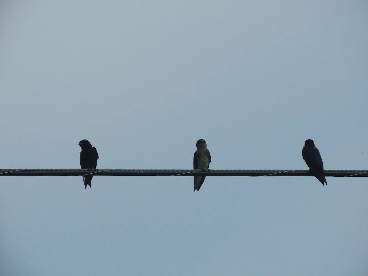 Purple Martin - ML587410281