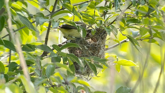 Vireo de Bell (bellii/medius) - ML587410401