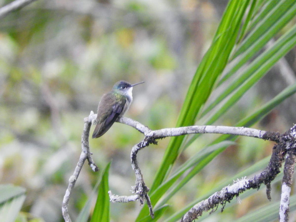 Azure-crowned Hummingbird - ML587410671