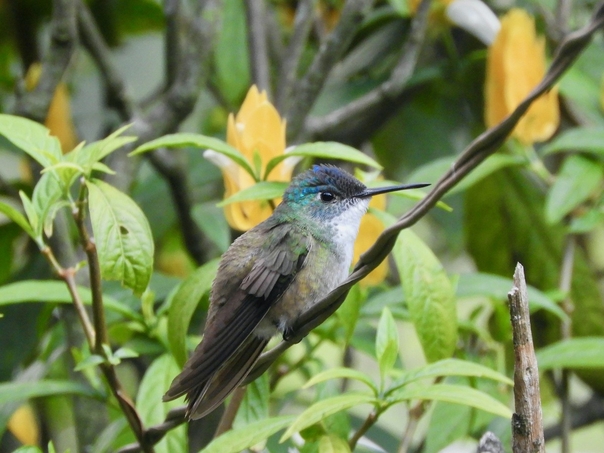 Azure-crowned Hummingbird - ML587410731