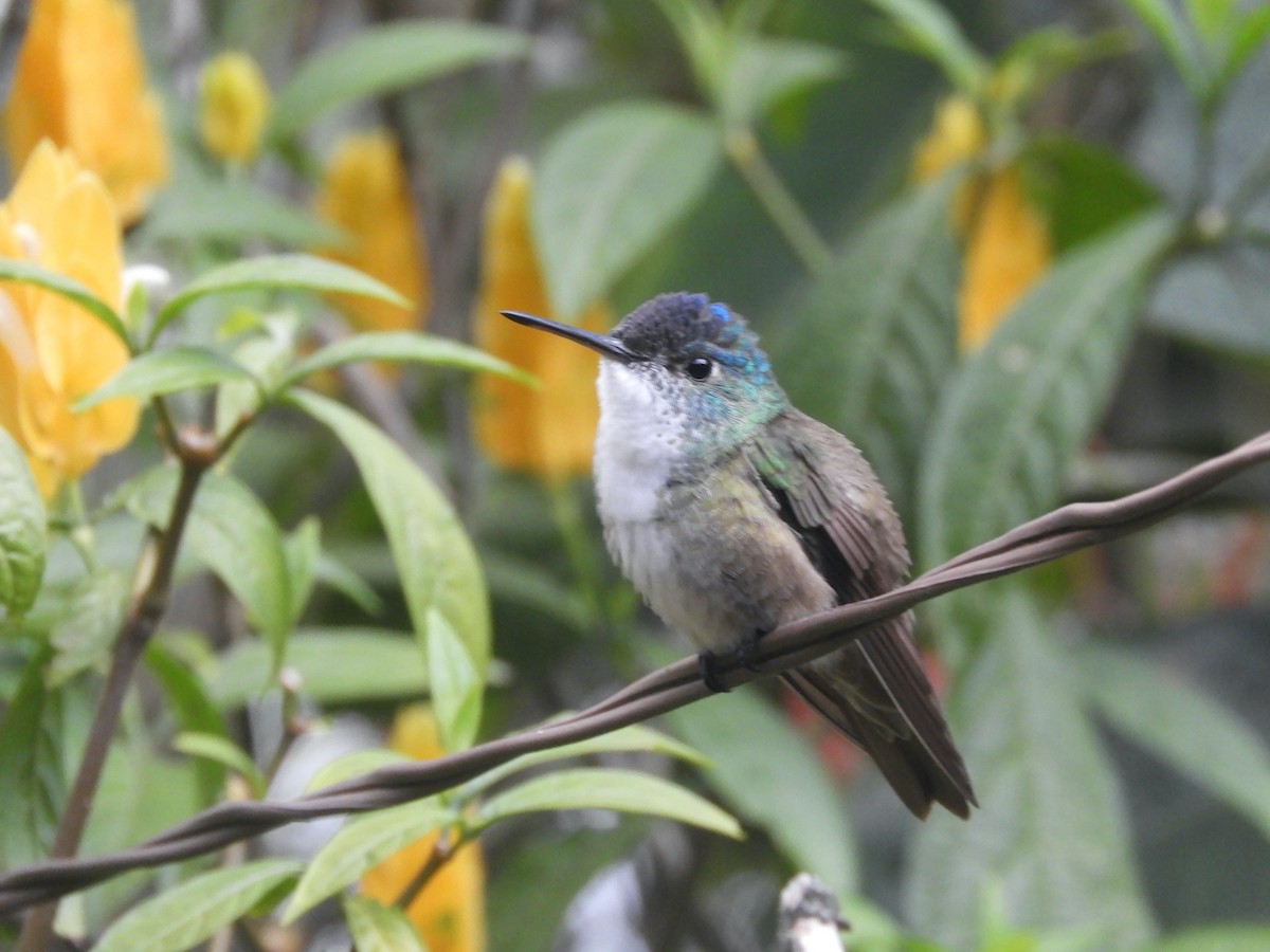 Azure-crowned Hummingbird - ML587410741