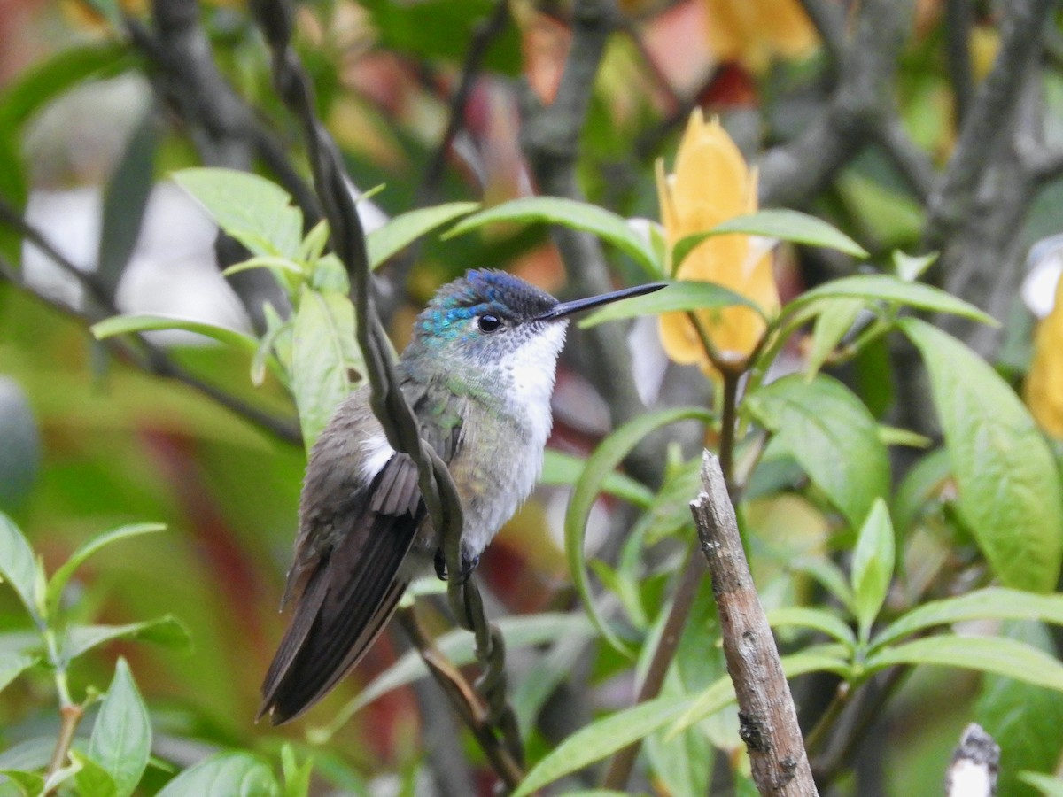 Azure-crowned Hummingbird - ML587410761