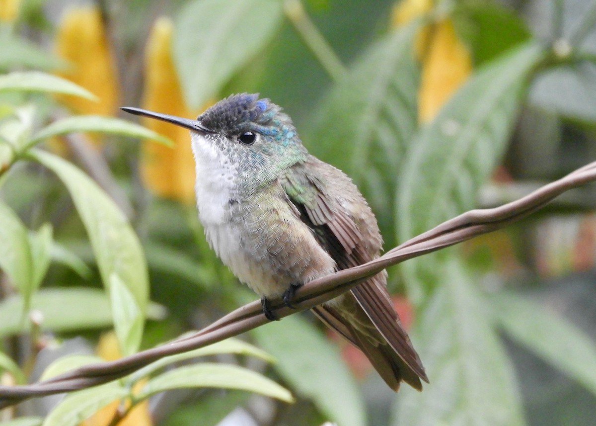 Azure-crowned Hummingbird - ML587410771