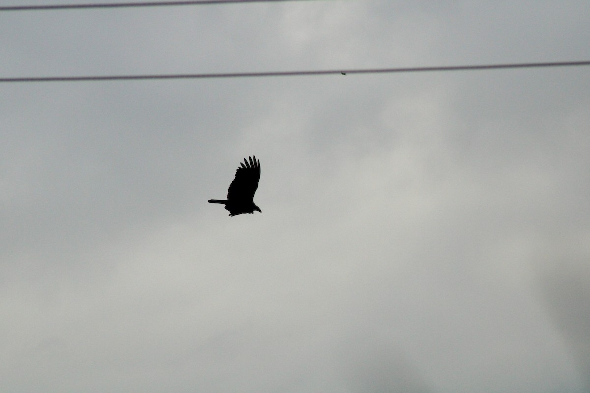Turkey Vulture - ML587410931