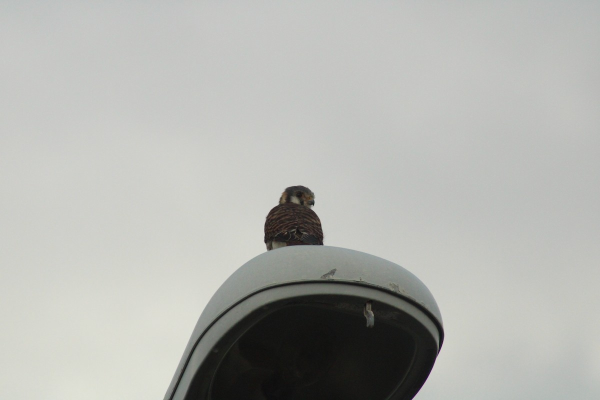 American Kestrel - ML587410961