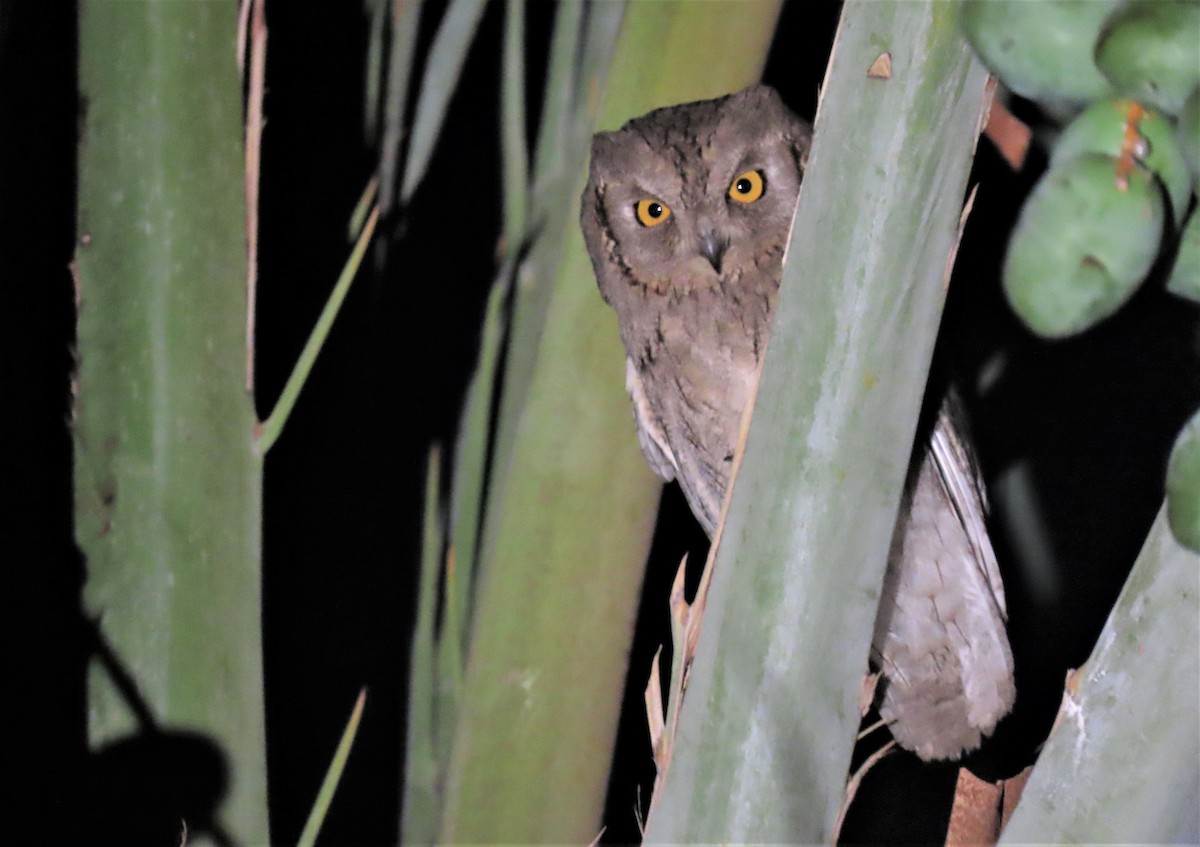 Pallid Scops-Owl - ML587410991