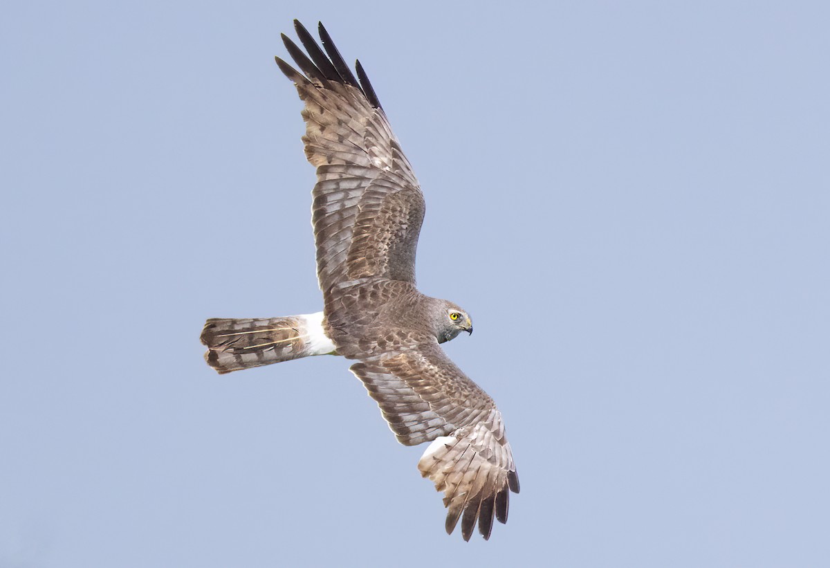 Northern Harrier - ML587412581