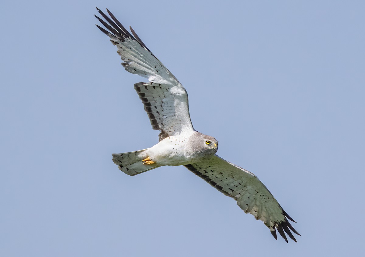 Northern Harrier - ML587412831