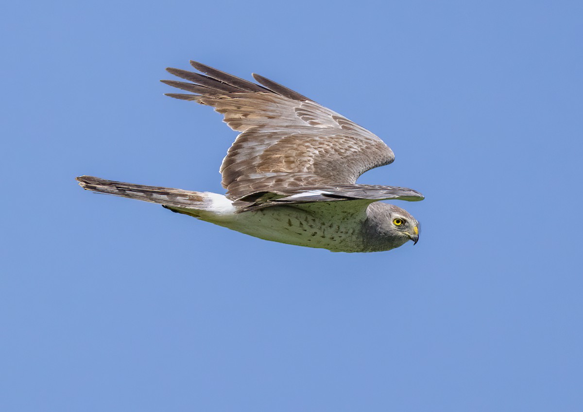 Northern Harrier - ML587414271