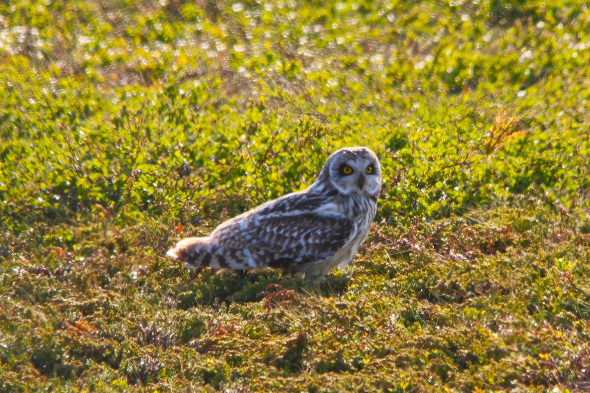 Short-eared Owl - ML587414451