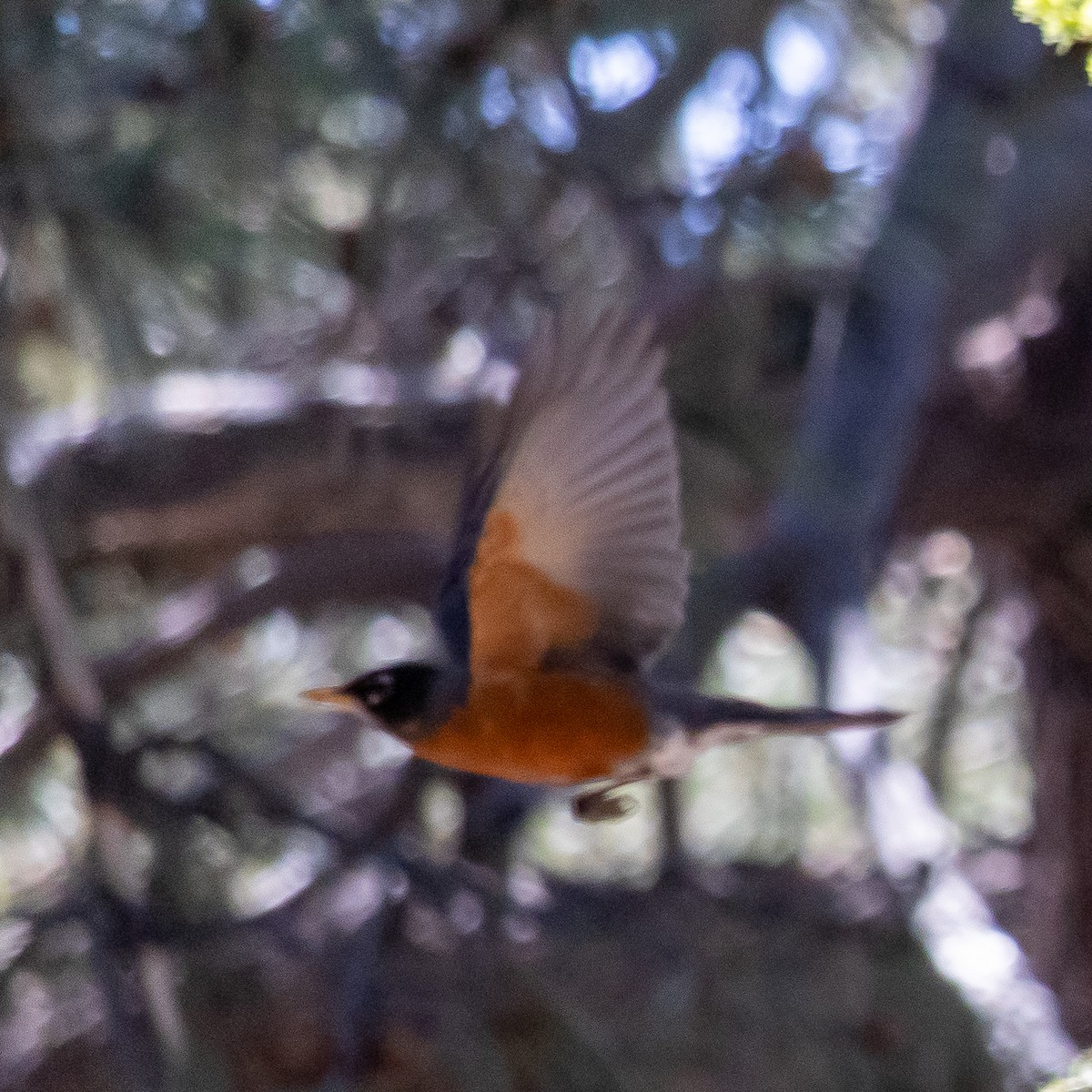 American Robin - ML587414971